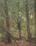 Vincent Van Gogh, Trees adn Undergrowth (nn04)